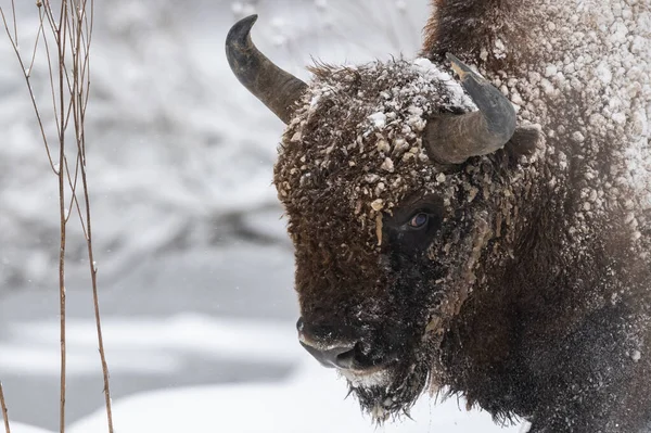 Avrupa Bizonu (Bison bonasus). Bieszczady Dağları, Karpatlar, Polonya.