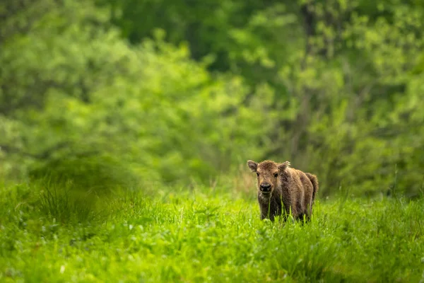 Европейский Бизон Bison Bonasus Бещады Карпаты Польша — стоковое фото