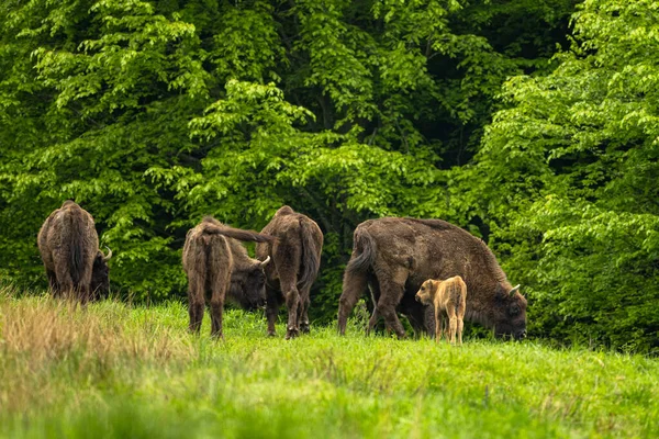 European Bison Bison Bonasus Bieszczady Mountains Carpathians Poland — Stock Photo, Image
