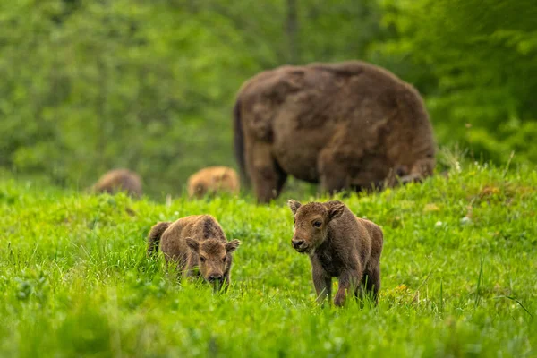 Avrupa Bizonu (Bison bonasus). Bieszczady Dağları, Karpatlar, Polonya.