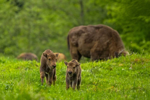 Avrupa Bizonu (Bison bonasus). Bieszczady Dağları, Karpatlar, Polonya.