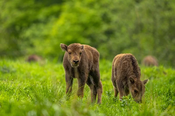 Avrupa Bizonu (Bison bonasus). Bieszczady Dağları, Karpatlar, Polonya.