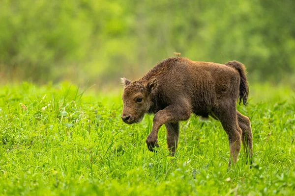 European Bison Bison Bonasus Montanhas Bieszczady Cárpatos Polónia — Fotografia de Stock