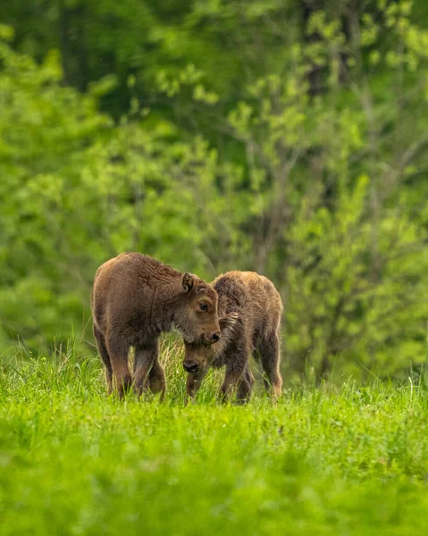Avrupa Bizonu (Bison bonasus). Bieszczady Dağları, Karpatlar, Polonya.