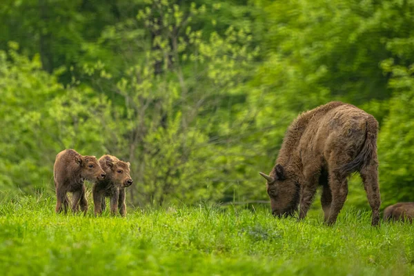 Avrupa Bizonu (Bison bonasus). Bieszczady Dağları, Karpatlar, Polonya.