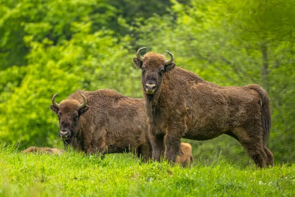 Avrupa Bizonu (Bison bonasus). Bieszczady Dağları, Karpatlar, Polonya.