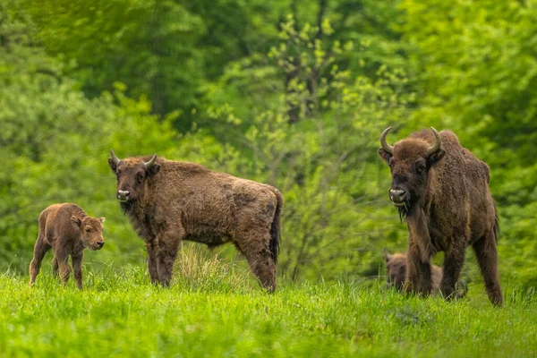 European Bison Bison Bonasus Bieszczady Mountains Carpathians Poland — Fotografia de Stock