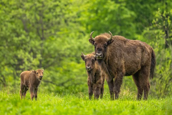 Европейский Бизон Bison Bonasus Бещады Карпаты Польша — стоковое фото