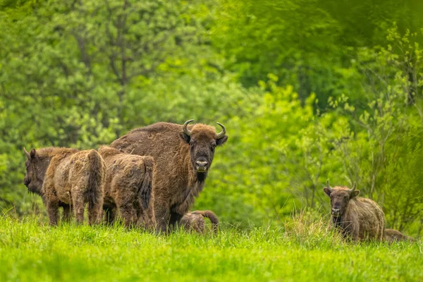 European Bison Bison Bonasus Bieszczady Mountains Carpathians Poland — Stock Photo, Image