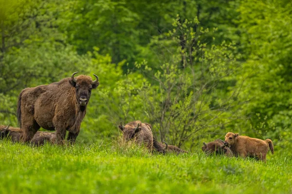 Avrupa Bizonu (Bison bonasus). Bieszczady Dağları, Karpatlar, Polonya.