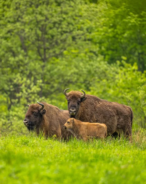 Avrupa Bizonu (Bison bonasus). Bieszczady Dağları, Karpatlar, Polonya.