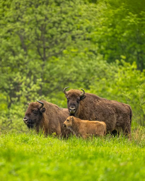 European Bison Bison Bonasus Montanhas Bieszczady Cárpatos Polónia — Fotografia de Stock