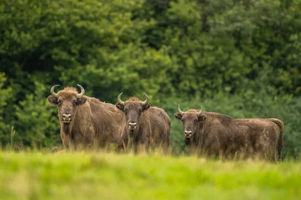 Avrupa Bizonu (Bison bonasus). Bieszczady Dağları, Karpatlar, Polonya.