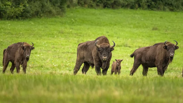 European Bison Bison Bonasus Bieszczady Mountains Carpathians Poland — Stock Photo, Image