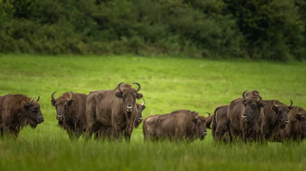 European Bison Bison Bonasus Montanhas Bieszczady Cárpatos Polónia — Fotografia de Stock