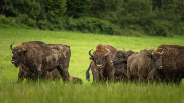 Bizon Europejski Bison Bonasus Bieszczady Karpaty Polska — Zdjęcie stockowe