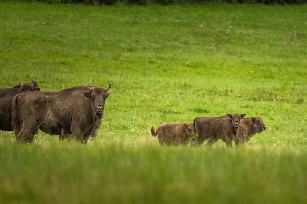 Европейский Бизон Bison Bonasus Бещады Карпаты Польша — стоковое фото