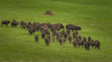 Avrupa Bizonu (Bison bonasus). Bieszczady Dağları, Karpatlar, Polonya.