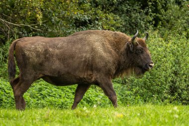 Avrupa Bizonu (Bison bonasus). Bieszczady Dağları, Karpatlar, Polonya.