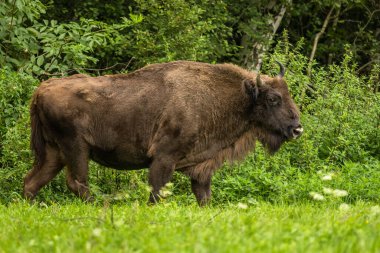 Avrupa Bizonu (Bison bonasus). Bieszczady Dağları, Karpatlar, Polonya.
