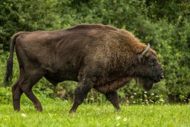 Avrupa Bizonu (Bison bonasus). Bieszczady Dağları, Karpatlar, Polonya.