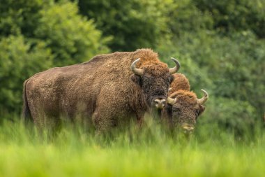 Avrupa Bizonu (Bison bonasus). Bieszczady Dağları, Karpatlar, Polonya.
