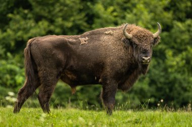 Avrupa Bizonu (Bison bonasus). Bieszczady Dağları, Karpatlar, Polonya.