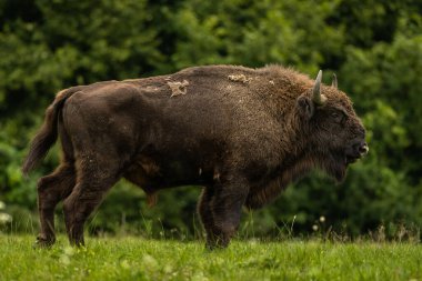 Avrupa Bizonu (Bison bonasus). Bieszczady Dağları, Karpatlar, Polonya.