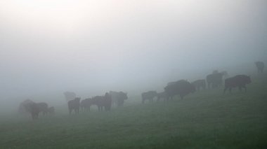 Avrupa Bizonu (Bison bonasus). Bieszczady Dağları, Karpatlar, Polonya.