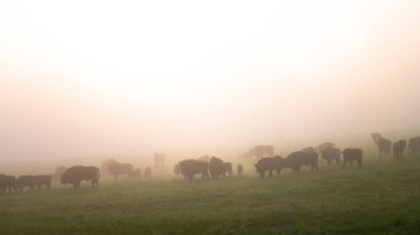 Avrupa Bizonu (Bison bonasus). Bieszczady Dağları, Karpatlar, Polonya.