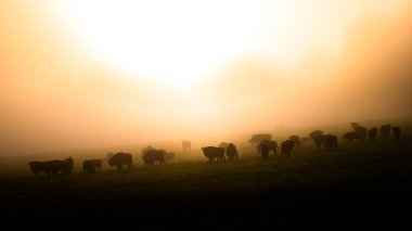 Avrupa Bizonu (Bison bonasus). Bieszczady Dağları, Karpatlar, Polonya.