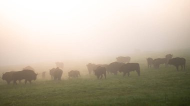 Avrupa Bizonu (Bison bonasus). Bieszczady Dağları, Karpatlar, Polonya.
