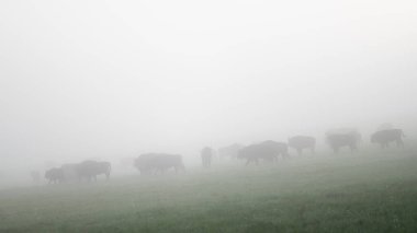 Avrupa Bizonu (Bison bonasus). Bieszczady Dağları, Karpatlar, Polonya.