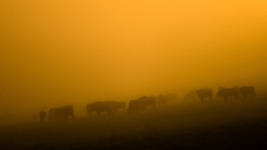 Avrupa Bizonu (Bison bonasus). Bieszczady Dağları, Karpatlar, Polonya.