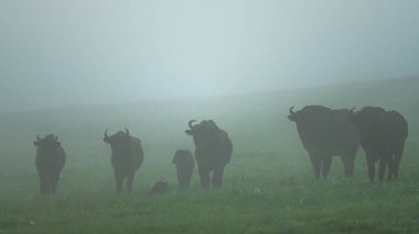 Avrupa Bizonu (Bison bonasus). Bieszczady Dağları, Karpatlar, Polonya.