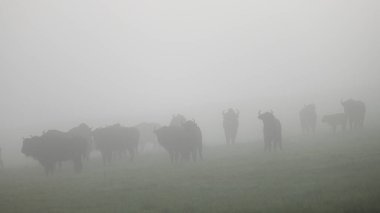 Avrupa Bizonu (Bison bonasus). Bieszczady Dağları, Karpatlar, Polonya.