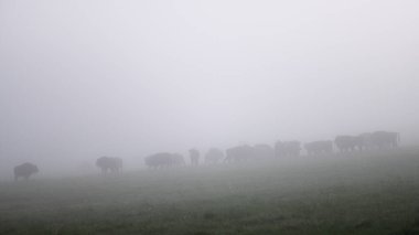 Avrupa Bizonu (Bison bonasus). Bieszczady Dağları, Karpatlar, Polonya.
