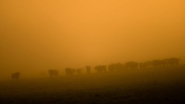 Avrupa Bizonu (Bison bonasus). Bieszczady Dağları, Karpatlar, Polonya.
