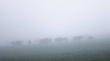 Avrupa Bizonu (Bison bonasus). Bieszczady Dağları, Karpatlar, Polonya.
