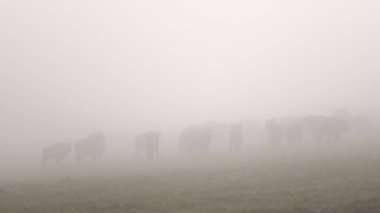 Avrupa Bizonu (Bison bonasus). Bieszczady Dağları, Karpatlar, Polonya.