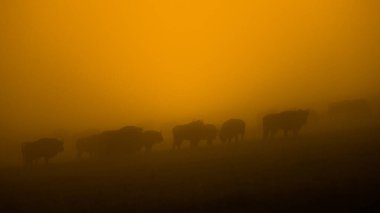 Avrupa Bizonu (Bison bonasus). Bieszczady Dağları, Karpatlar, Polonya.