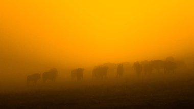 Avrupa Bizonu (Bison bonasus). Bieszczady Dağları, Karpatlar, Polonya.