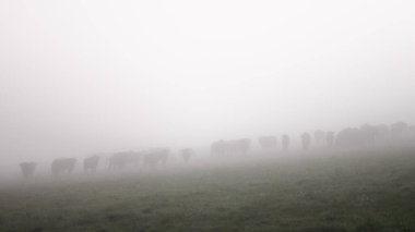 Avrupa Bizonu (Bison bonasus). Bieszczady Dağları, Karpatlar, Polonya.