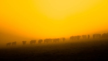 Avrupa Bizonu (Bison bonasus). Bieszczady Dağları, Karpatlar, Polonya.