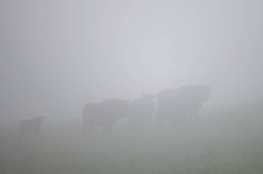 Avrupa Bizonu (Bison bonasus). Bieszczady Dağları, Karpatlar, Polonya.