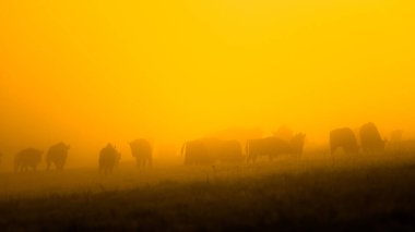 Avrupa Bizonu (Bison bonasus). Bieszczady Dağları, Karpatlar, Polonya.