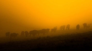 Avrupa Bizonu (Bison bonasus). Bieszczady Dağları, Karpatlar, Polonya.