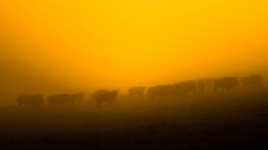 Avrupa Bizonu (Bison bonasus). Bieszczady Dağları, Karpatlar, Polonya.