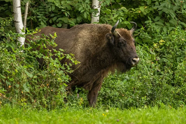 Avrupa Bizonu (Bison bonasus). Bieszczady Dağları, Karpatlar, Polonya.