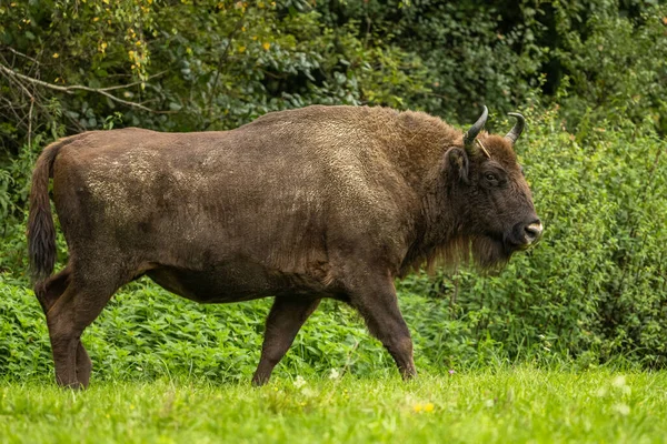 Avrupa Bizonu (Bison bonasus). Bieszczady Dağları, Karpatlar, Polonya.